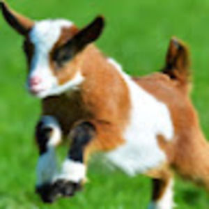 Meet your Posher, Chevre